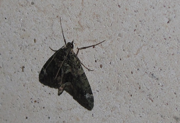 Chloroclysta siterata